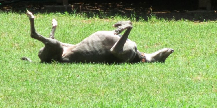 Willow Haven K9 Retreat - Pet