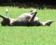 Cleveland Park East Animal Hospital