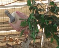 Cleveland Zoo and Rainforest