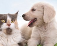 West Park Animal Hospital Cleveland